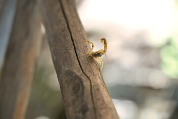 Makroaufnahme eines kleinen gelblichen Skorpions, die auf einem Stück altem Holz sitzt.