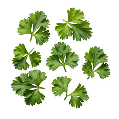 Seven Fresh Green Parsley Leaves with Water Droplets on Black Background herb