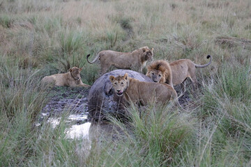 Four male lions gathered around a dead hippo in early evening, Masai Mara Kenya Africa
