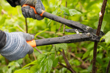 A large garden pruner. A man wearing gray gloves uses a large pruner to cut a branch from a bush in his garden.