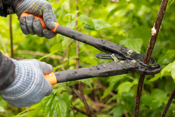 A large garden pruner. A man wearing gray gloves uses a large pruner to cut a branch from a bush in his garden.