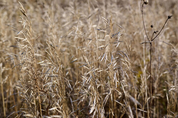 A light breeze rustles the blades of grass