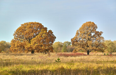 The landscape. Beautiful autumn nature. Trees in autumn.