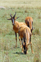 Trio of Topis, Masai Mara Kenya Africa
