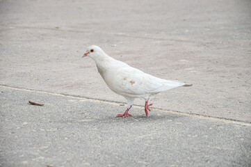 White Dove Walking on Pavement