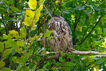 Long-eared owl snoozing.