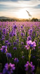 Lavender Field at Sunset - A Serene Floral Landscape.