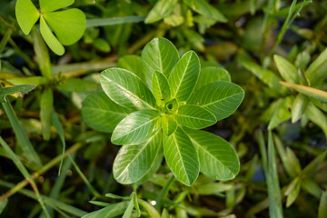 Vibrant green leaves unfurl in a close-up macro shot showcasing intricate natural patterns and lush foliage in sunlight.