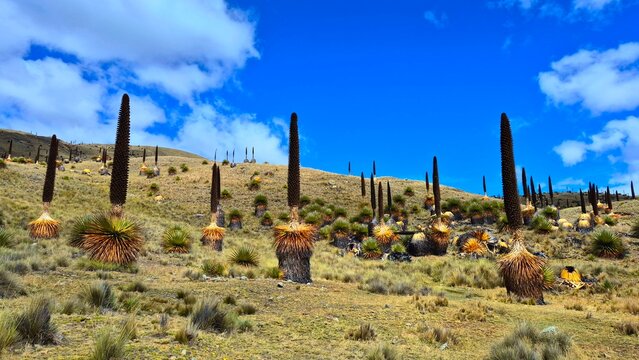 Puyas de Raymondy, Huaraz, Peru