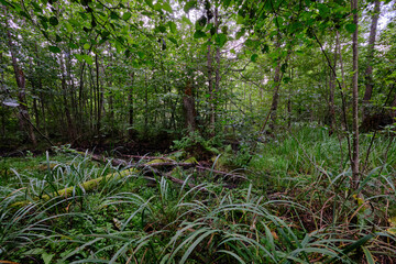 Obraz premium Late summer rich deciduous alder carr stand with Sweet Flag in foreground