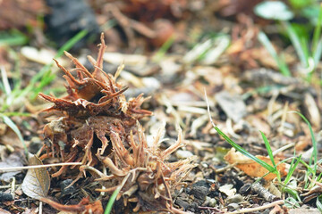 Wild hazelnuts of Corylus colurna in natural husks captured in forest habitat. Concepts of native tree nut anatomy, protective botanical structure, seed dispersal mechanism, and wildlife food source