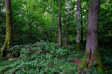 Late summer rich deciduous stand with old trees and lush foliage