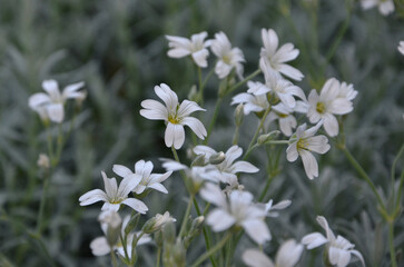 Cerastium Silver carpet , white blooming flowers .Closeup photo outdoors ,selected focus.Growing flowering groundcover plant.