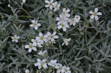 Cerastium tomentosum , ' Snow-In-Summer' flower ,Cerastium Silver carpet ,white blooming tiny flowers .Growing  flowering groundcover plant concept. 