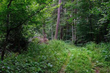 Late summer rich deciduous stand with old trees and lush foliage