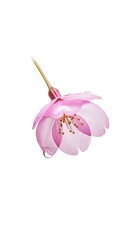 Delicate Pink Blossom - A Close-Up of Floral Beauty.