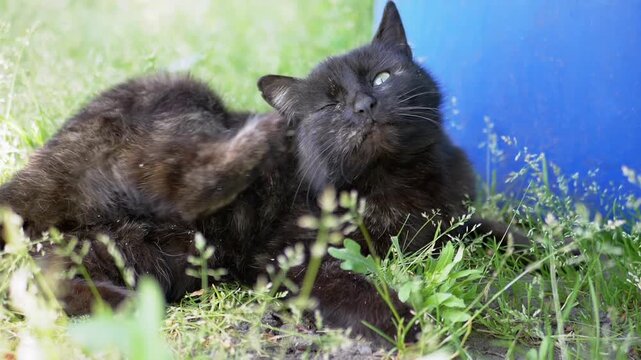 A black cat relaxes in the grass, enjoying a good scratch. The feline's contentment is evident as it lies peacefully, a perfect representation of summer tranquility.
