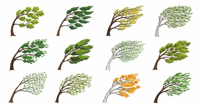 Collection of Trees Bending Under Strong Wind Force.