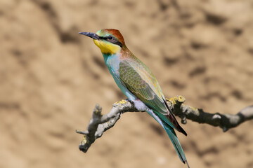 Adult European bee-eaters (Merops apiaster) photographed in close-up against a blurred background