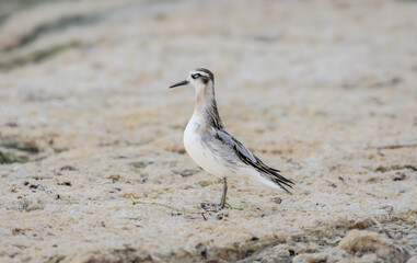 An adult red-necked phalarope (Phalaropus lobatus) in winter plumage is photographed close-up on the shore of an estuary.