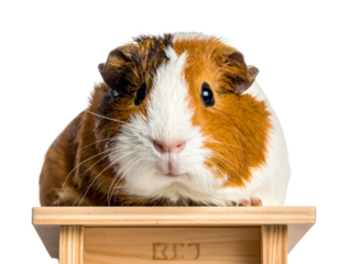  Cartoon Guinea Pig with Bow Tie, Cheerful Pose, isolated