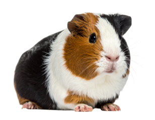  Fluffy Guinea Pig Sitting, Front View, isolated on transparent background