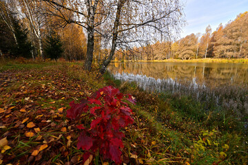 The forest around the forest lake is very beautiful in golden autumn.