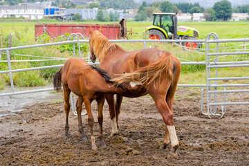 Brown foal horse drinking milk from mother at meadow of farm at Swiss village of Agno on a cloudy late summer day. Photo taken September 13th, 2025, Agno, Switzerland.