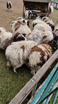 High-angle view of piebald Jacob sheep flock eating in farm enclosure, showing distinctive four-horned ram, shaggy wool coats, and lambs near a feeder. A vertical clip for social media use.