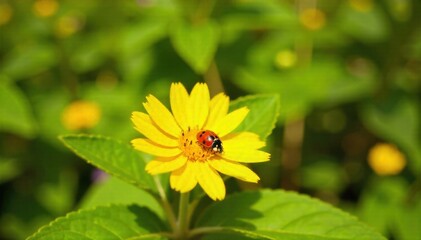 Ladybug on Sunflower Sunny Meadow A ladybug perched on a bright yellow sunflower in a sunny green meadow, close up, highly detailed, vibrant colors, natural lighting