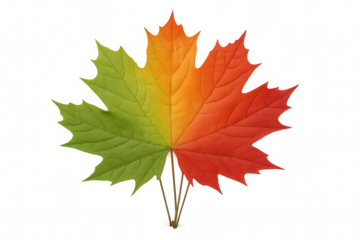 Maple leaf showing seasonal change, transitioning from green to yellow and red on transparent background