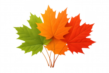 Maple leaves displaying autumn colors, transitioning from green to orange to red, presenting a fall theme