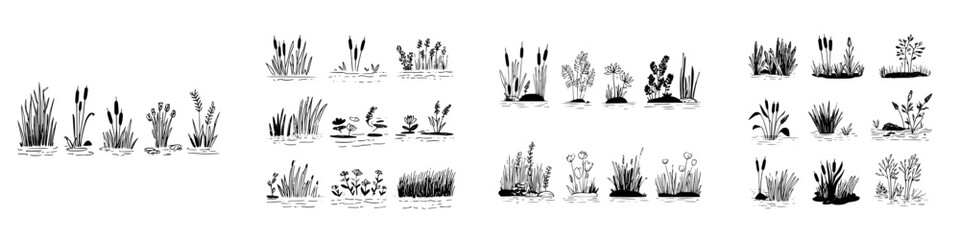 Hand drawn aquatic and marsh plants growing in water