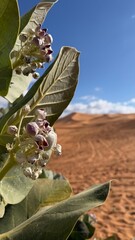 olive oil in the garden
