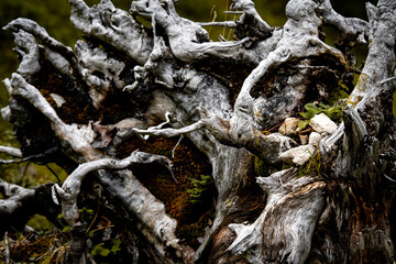 Weathered Tree Root In Alpine Landscape: Old Fallen Trunk And Twisted Wood Surrounded By Green Vegetation And Mountain Plants