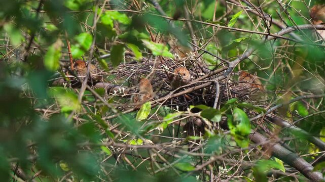 Crowd of Vinous-throated Parrotbills Resting in Community Nest