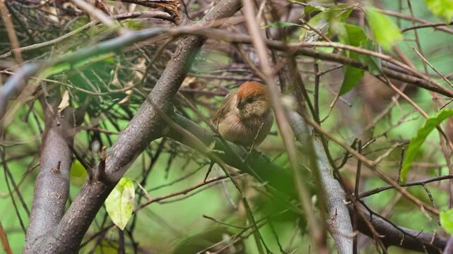 Close-Up of Vinous-throated Parrotbill Perched in Dense Thicket