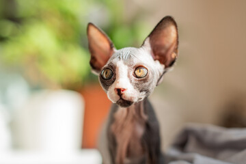 Unique sphinx cat with large ears and captivating eyes poses in bright indoor setting