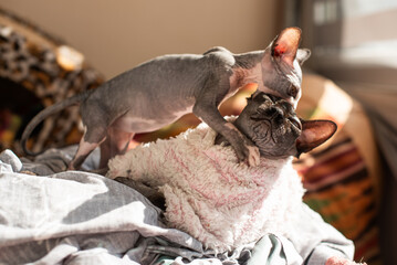 Sphynx cat and French Bulldog play together on a sunny afternoon in a cozy indoor setting