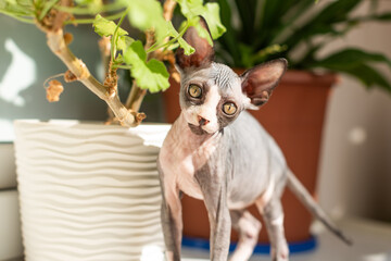 Sphynx cat exploring a sunny indoor space beside a potted plant