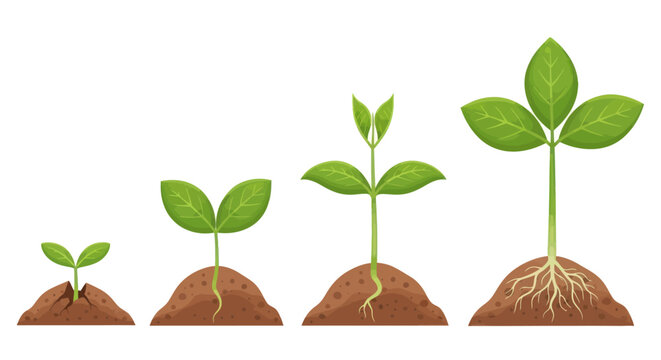 Four Stages of Plant Growth from Seedling to Mature Sprout.