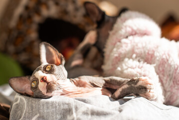 Sphinx cats relaxing in cozy environment during warm afternoon sunlight