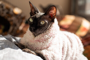 Sphynx cat wrapped in a blanket enjoying sunlight in a cozy indoor setting