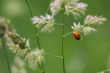 A Red Ladybug (Ladybird, Coccinellidae) Without Spots, Climbing On A Blade Of Wild Meadow Grass. Macro Close Up Of An Insect.