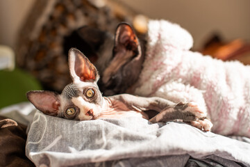 Two playful sphinx cats relaxing on a cozy bed in warm sunlight during a lazy afternoon