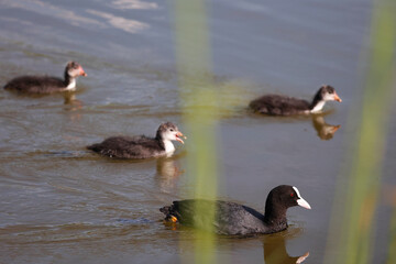 An Adult Eurasian Coot (Fulica Atra) Bird Followed By Its Fluffy Chicks Swimming In A Pond. Waterfowl Family, Wildlife And Nature Scene.