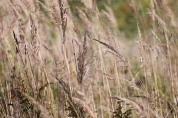 A Field Of Tall Dry Beige Grass (Reeds Or Calamagrostis) Swaying In The Wind In Late Autumn. Natural Abstract Background.