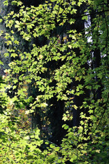 Green And Yellow Maple Leaves On Thin Branches, Beautifully Backlit By The Sun In An Autumn Forest. Vertical Nature Background.