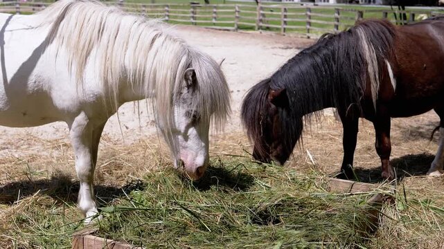Two ponies graze peacefully on hay in a sunny paddock, showcasing farm life and animal care. The blurred background adds to the serene atmosphere.