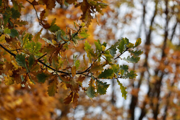 An Oak Tree Branch With Green And Yellow Autumn Leaves Against A Blurred Background Of An Orange Forest. Selective Focus.